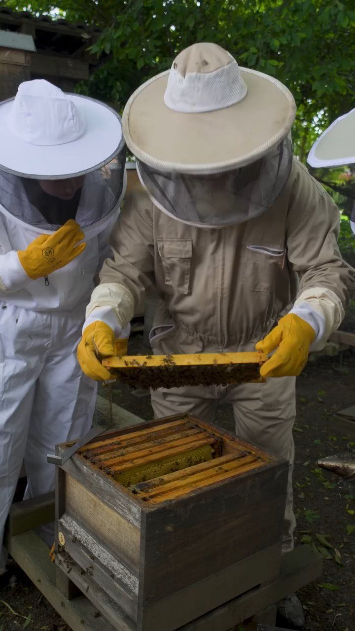 Doku-Reel: Imker an den Bienenstöcken